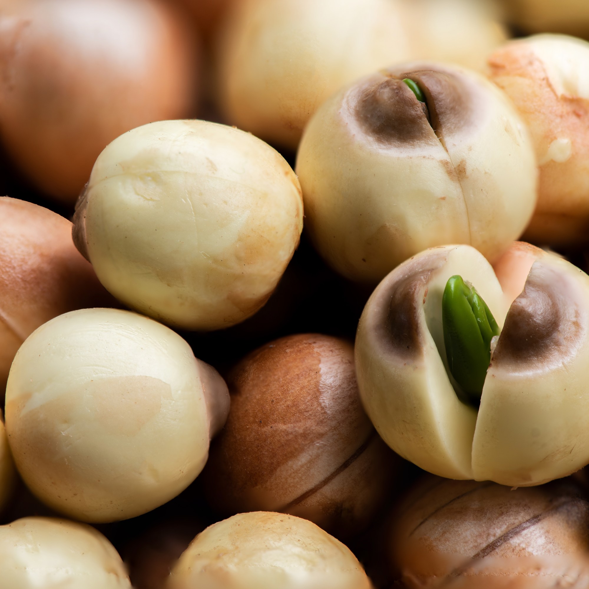 bewellnesshk_soup Lotus seeds