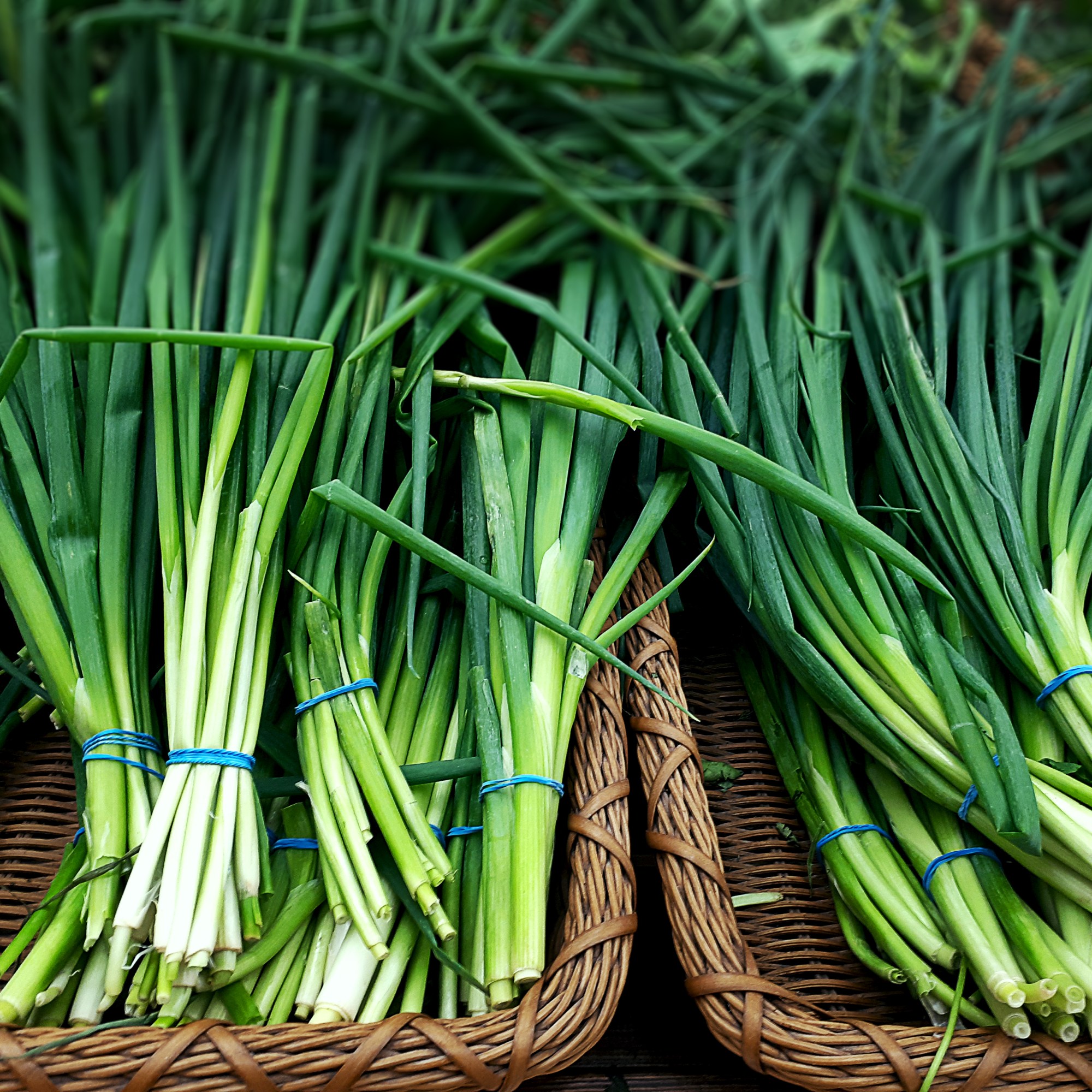 bewellnesshk_立春_chives