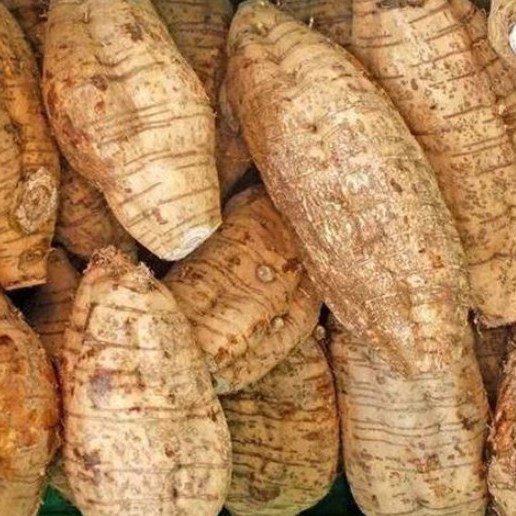 bewellnesshk_廿四節氣_春分_粉葛