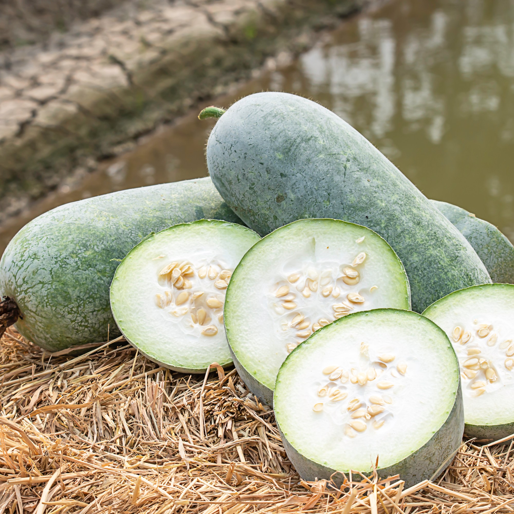 bewellnesshk_廿四節氣_小滿_冬瓜