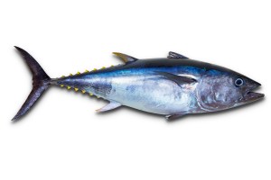 bewellnesshk_魚類的汞含量_Tuna