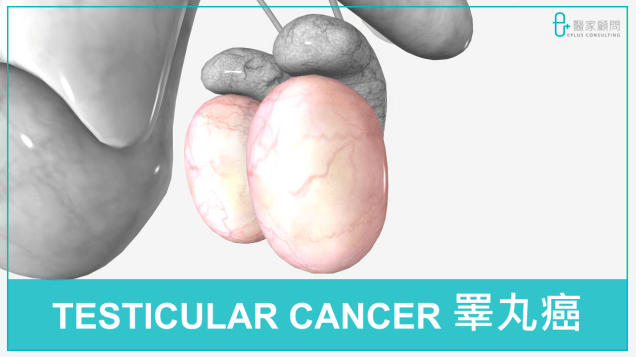 Medinfo cover 2024_Testicular cancer_睪丸癌
